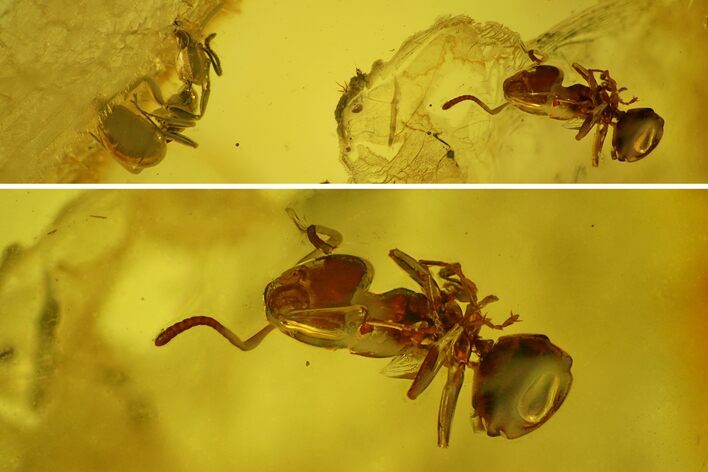 Two Detailed Fossil Ants (Formicidae) In Baltic Amber #128325